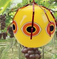 Resultado de imagem para bird scarer from china