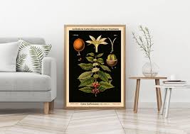 Old Educational Chart German Botanical Chart School Chart