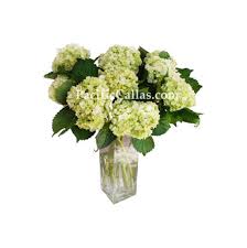 Another view of the same combination. Help Obsessed With Green Hydrangea