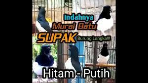 Murai supak super gacor dor dengan gaya sujud bongkar isian.masteran populer: Murai Batu Supak Youtube