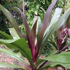 Image result for Crinum aurantiacum