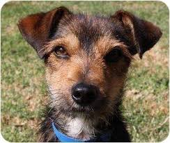 Black And Tan Jack Russell Terrier Mix Dillon Adopted Dog San Pedro Ca Jack Russell Terrier Yorkie Yorkshire Terrier Mix Jack Russell Terrier Terrier Mix