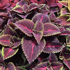 Image result for Coleus thyrsoideus