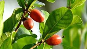 Miracle Fruit: Nutrients, Uses, Benefits, Side Effects