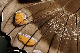 Butterfly Wings Close Up Butterfly Wings Insect Wings Wings