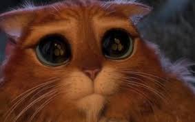 🐱El gatito de shrek y su mirada 🐱 - Todomascota.net✓