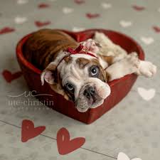 Newborn English Bulldog Puppy Photos For Valentine S Day Popsugar Pets
