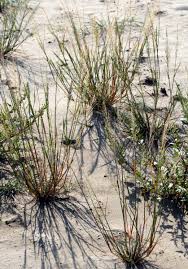 Image result for Leptochloa uniflora