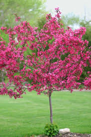 Crabapples have a bad reputation. Prairie Fire Crabapple Tree Uniquely Colored Magenta Blossoms In Spr Online Orchards
