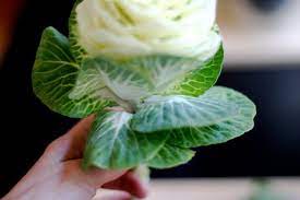 Check spelling or type a new query. Flowers A Z B Is For Brassica Design Sponge