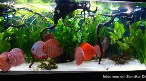 As a rule of thumb you should plan with 50 to 80 liters per animal. Kundenaquarium 1 Jahr Nachdem Die Diskusfische Mit 8 Cm Eingezogen Sind Youtube