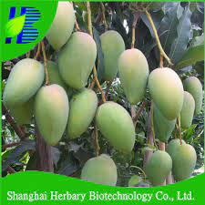 The tulip poplar is a shade producing tree, standing as the tallest eastern hardwood at 165 feet. Hot Sale Fruit Seeds Mango Seeds For Sale Buy Mango Seeds For Sale Fruit And Vegetable Seeds Fruit Tree Seeds Product On Alibaba Com
