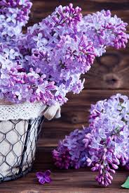 1000 Ideas About Lilac Flowers On Pinterest Lilacs Spring Lilac Flowers Purple Flowers Flower Arrangements