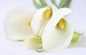We did not find results for: Jersey Hospice Care Funeral Donations Jersey Hospice Care