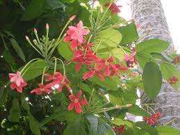 Image result for Combretum indicum
