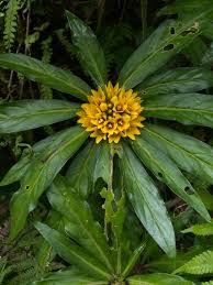 Image result for Lysimachia tenuicaulis