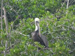 Bird Travel Photos Birding Sites Bird Information Brown Pelican On Tree On Water Marsh Trail Ten Bird Photography Bird Photo Bald Eagle