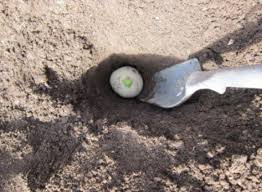 Here are two simple ways to plant potatoes and how to get the best larger than that and you'll want to cut it into pieces that have 2 or 3 eyes each. Planting Potatoes Gardening Tips And Pictures The Old Farmer S Almanac
