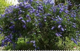 Découvrez pour les plantes suivantes. Ceanothe Ceanothus Reussir La Plantation Et L Entretien