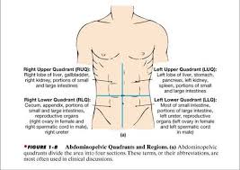 Pin On Anatomy