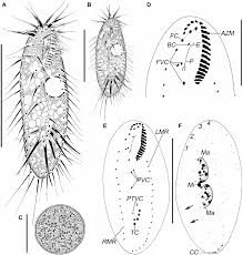 Image result for Physotrichia