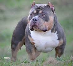 2017 Bully King Magazine Mascot Shamrock Www Bullykingmagazine Com American Bully Pitbull American Bully Funny Animal Videos