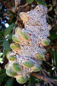 Banksia Integrifolia 001 Cool Plants Garden Flower Beds Unusual Flowers