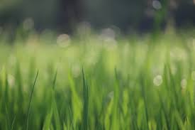 Allyn hane, the lawn care nut, drops by to make sure i didn't destroy this beautiful palmetto st. The Top 4 Types Of Grass You Need To Consider For Florida Lawns