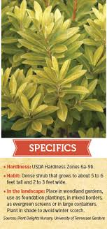 Additional information about florida sunshine anise. Illicium Parviflorum Florida Sunshine Nursery Management