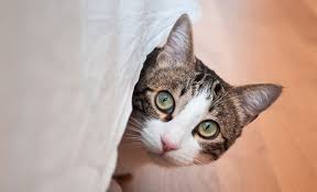 Pets Blog Izmir Pets