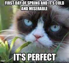 Pin By Wayne Dew On Tardar Sauce Funny Grumpy Cat Memes Grumpy Cat Grumpy Cat Humor