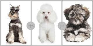 Their size depends largely on the size of their parents. Schnoodles Teddybear Schnoodles