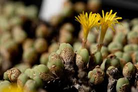 Image result for Orbea knobelii