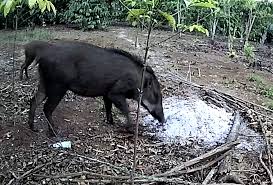 Berburu babi hutan di musim hujan bersama suku dayak iban batang kanyau kalimantan barat indonesia jangan lupa subscribe. Babi Hutan Steemit