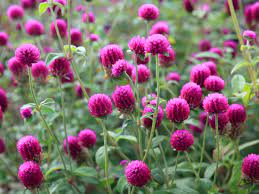 Globe Amaranth Gomphrena Southern Living Southern Living