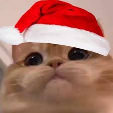 yilbasi miuwu kedi kediler cat cats meme kedi cats instagram