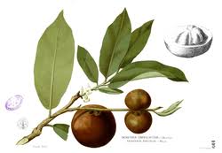 Image result for Diospyros inhacaensis