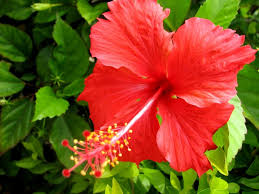 Kemiri dipercaya memiliki manfaat yang banyak untuk rambut. 13 Cara Melebatkan Rambut Dengan Cepat Dan Berkesan Bidadari My