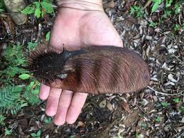 Image result for Cullen tomentosum