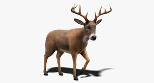 Deer Fur Animation 3d Model Deer Animation 3d Model