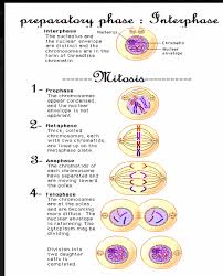 The two divisions are called meiosis i and meiosis ii and they result in the production of four haploid gametes. Science 1 Meiosis Vocab And Answers Etc Diagram Quizlet