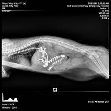My Cat Ate What 5 Insane X Rays Veterinary Radiology Vet Medicine Veterinarian Quotes