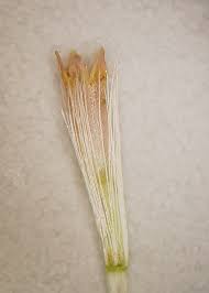 Image result for Andropterum