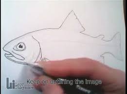 From the 18th century, satirical caricatures became all the rage in france, britain and america. Drawing A Fish Trout In Cross Hatching Video Dailymotion