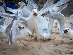 Check spelling or type a new query. Dorset Police Launch Crackdown On Criminal Gangs Stealing Gulls Eggs To Sell To Restaurants The Independent The Independent