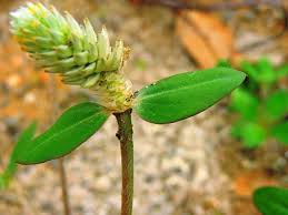 Image result for Gomphrena celosioides