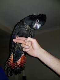 Baby red tail black cockatoo available dna certifi leightonfield, new south wales $ 2,000 baby red tail black cockatoo available dna certified male beautiful calm birds excellent nature and raised in family environment asking 2000 contact 3073,. 12 Red Tail Black Cockatoos Ideas Pet Birds Cockatoo Birds For Sale