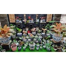 Taman kota 2 bsd bisa diakses melalui jalan tekno widya dan bursa tanaman hias bsd. Daftar Perusahaan Toko Supplier Agen Distributor Tanaman Hias