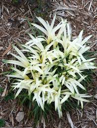 Image result for Ozoroa longipes