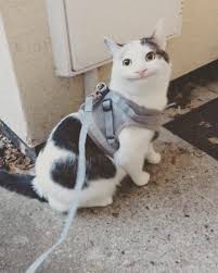Ollie The Polite Cat Explore Tumblr Posts And Blogs Tumgir